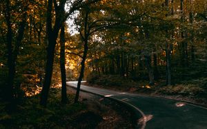 Preview wallpaper alley, winding, trees, distance