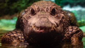 Preview wallpaper alligator, crocodile, reptile, predator, wildlife