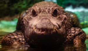 Preview wallpaper alligator, crocodile, reptile, predator, wildlife