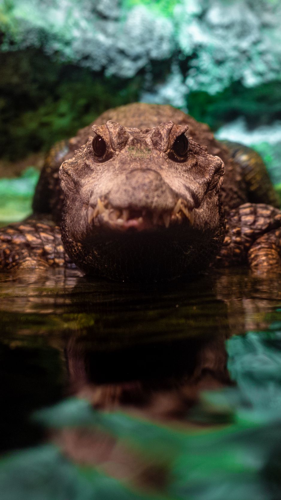 Animal Alligator 4k Ultra HD Wallpaper
