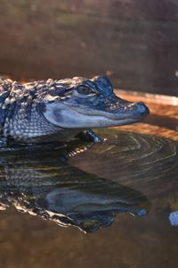 Preview wallpaper alligator, crocodile, reptile, wildlife
