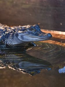 Preview wallpaper alligator, crocodile, reptile, wildlife