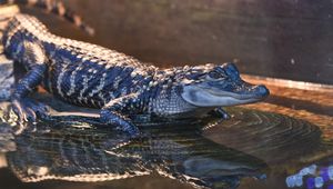 Preview wallpaper alligator, crocodile, reptile, wildlife