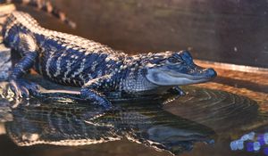 Preview wallpaper alligator, crocodile, reptile, wildlife