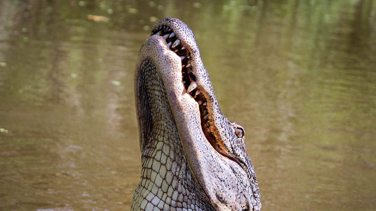 Wallpaper alligator, reptile, carnivore, predator