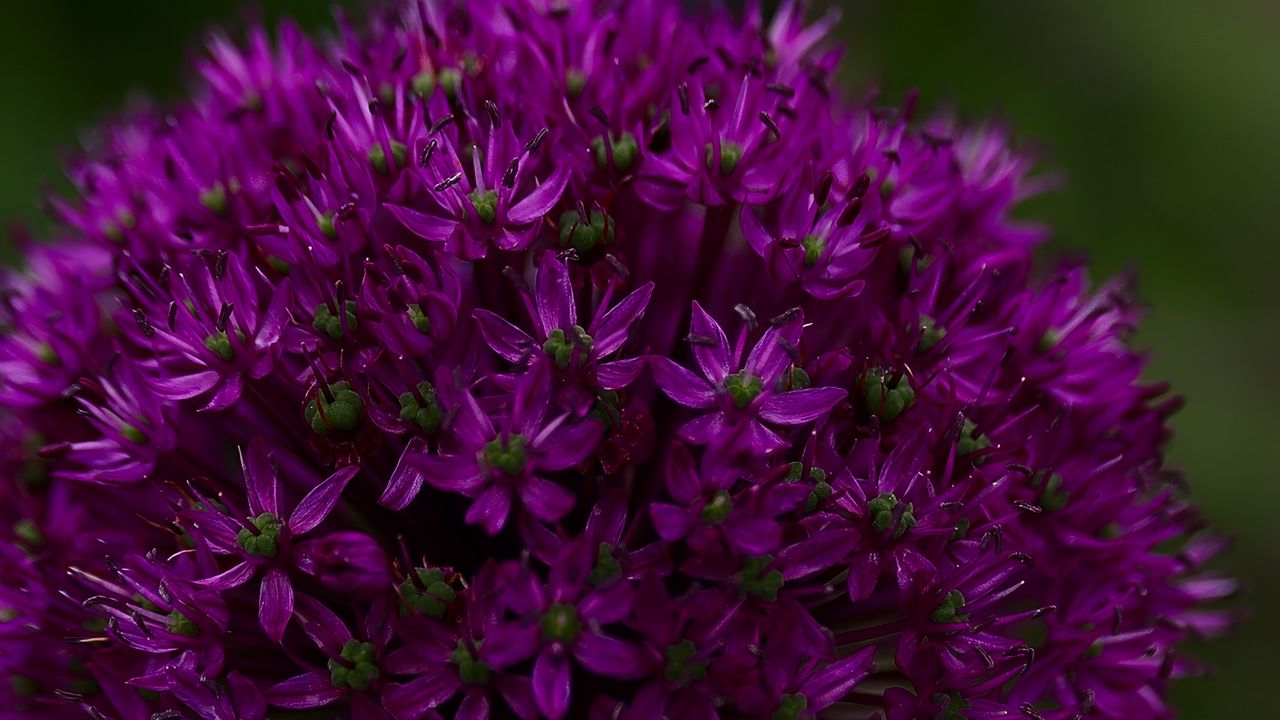 Wallpaper allium aflatunum, flowers, inflorescence, purple