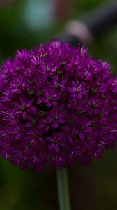 Preview wallpaper allium aflatunum, flowers, inflorescence, purple