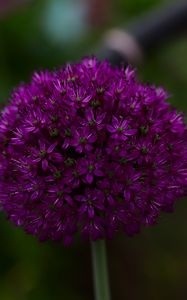 Preview wallpaper allium aflatunum, flowers, inflorescence, purple
