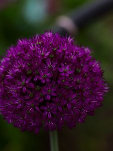 Preview wallpaper allium aflatunum, flowers, inflorescence, purple