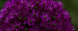 Preview wallpaper allium aflatunum, flowers, inflorescence, purple