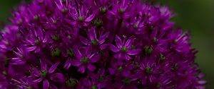 Preview wallpaper allium aflatunum, flowers, inflorescence, purple