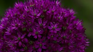 Preview wallpaper allium aflatunum, flowers, inflorescence, purple