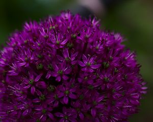 Preview wallpaper allium aflatunum, flowers, inflorescence, purple