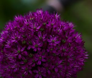 Preview wallpaper allium aflatunum, flowers, inflorescence, purple