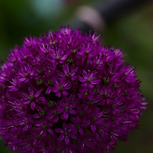 Preview wallpaper allium aflatunum, flowers, inflorescence, purple