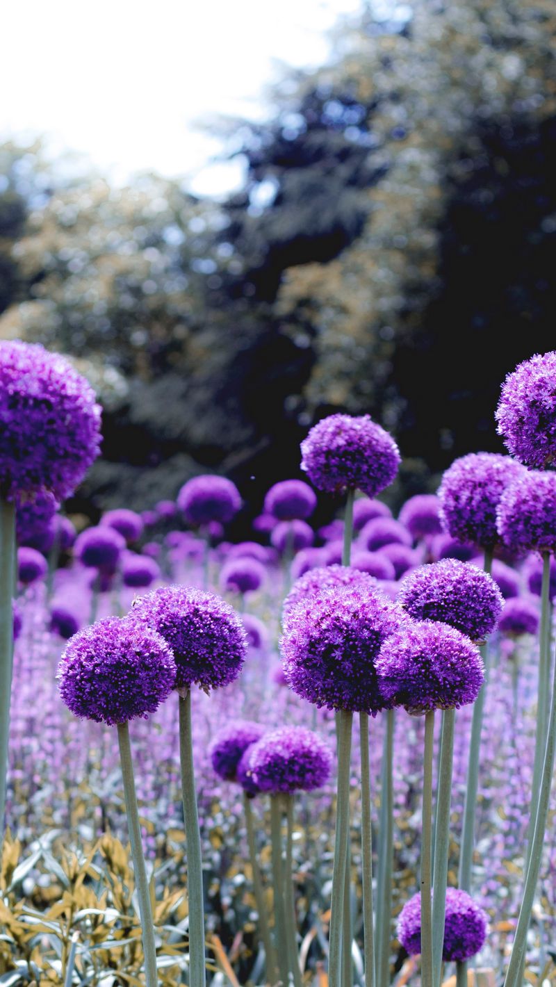 248 Allium Flower Stock Videos, Footage, & 4K Video Clips - Getty Images