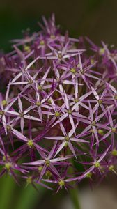 Preview wallpaper allium christophii, flowers, petals, plant, macro, purple