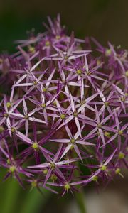 Preview wallpaper allium christophii, flowers, petals, plant, macro, purple