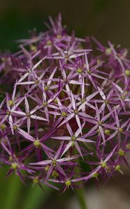 Preview wallpaper allium christophii, flowers, petals, plant, macro, purple
