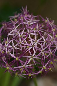 Preview wallpaper allium christophii, flowers, petals, plant, macro, purple