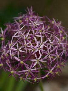 Preview wallpaper allium christophii, flowers, petals, plant, macro, purple