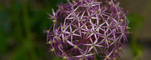 Preview wallpaper allium christophii, flowers, petals, plant, macro, purple