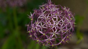 Preview wallpaper allium christophii, flowers, petals, plant, macro, purple