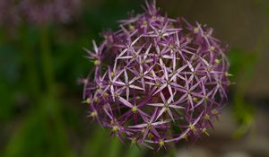 Preview wallpaper allium christophii, flowers, petals, plant, macro, purple
