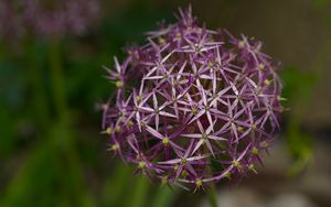 Preview wallpaper allium christophii, flowers, petals, plant, macro, purple
