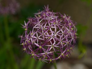 Preview wallpaper allium christophii, flowers, petals, plant, macro, purple