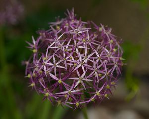 Preview wallpaper allium christophii, flowers, petals, plant, macro, purple