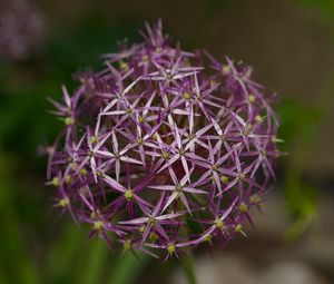 Preview wallpaper allium christophii, flowers, petals, plant, macro, purple