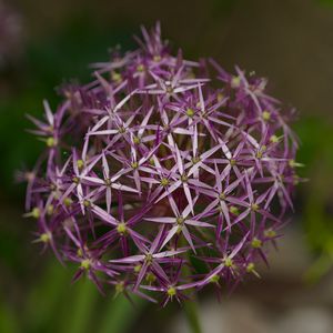 Preview wallpaper allium christophii, flowers, petals, plant, macro, purple
