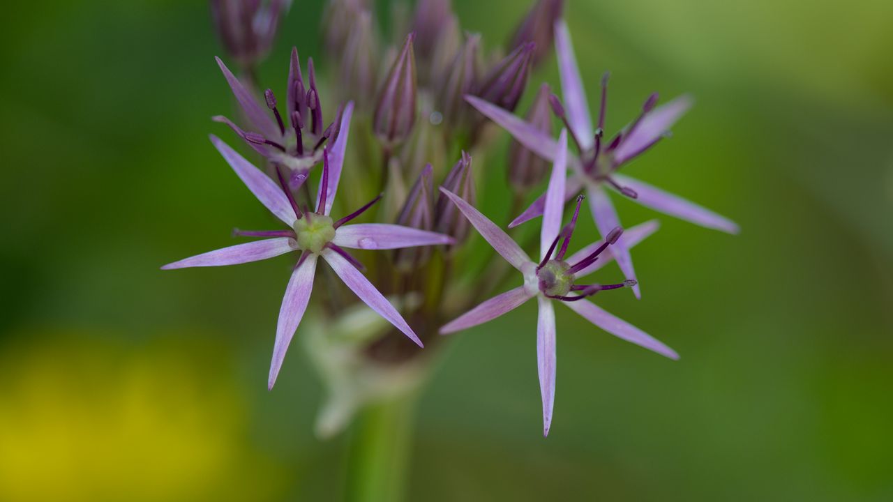 Wallpaper allium cristophii, flowers, petals, inflorescences