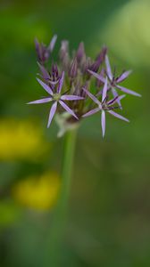 Preview wallpaper allium cristophii, flowers, petals, inflorescences