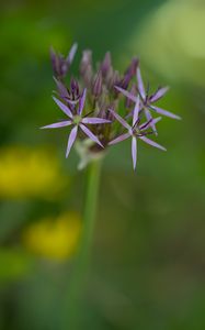 Preview wallpaper allium cristophii, flowers, petals, inflorescences