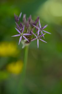 Preview wallpaper allium cristophii, flowers, petals, inflorescences