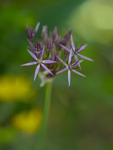 Preview wallpaper allium cristophii, flowers, petals, inflorescences