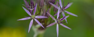 Preview wallpaper allium cristophii, flowers, petals, inflorescences