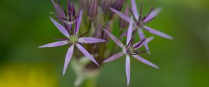 Preview wallpaper allium cristophii, flowers, petals, inflorescences