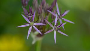 Preview wallpaper allium cristophii, flowers, petals, inflorescences