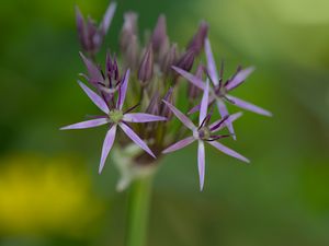 Preview wallpaper allium cristophii, flowers, petals, inflorescences