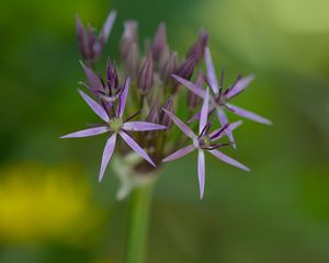 Preview wallpaper allium cristophii, flowers, petals, inflorescences