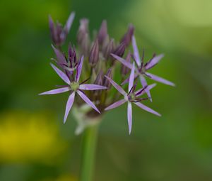 Preview wallpaper allium cristophii, flowers, petals, inflorescences