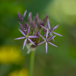 Preview wallpaper allium cristophii, flowers, petals, inflorescences