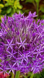 Preview wallpaper allium cristophii, flowers, petals, inflorescences, purple