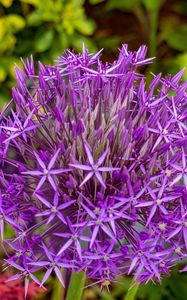 Preview wallpaper allium cristophii, flowers, petals, inflorescences, purple