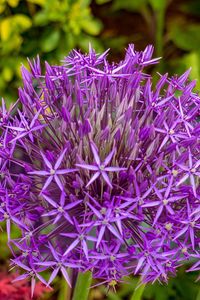 Preview wallpaper allium cristophii, flowers, petals, inflorescences, purple