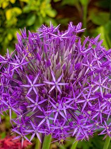 Preview wallpaper allium cristophii, flowers, petals, inflorescences, purple