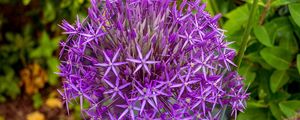 Preview wallpaper allium cristophii, flowers, petals, inflorescences, purple